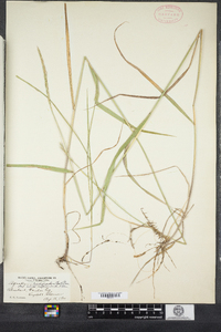 Elymus trachycaulus image