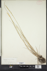 Elymus trachycaulus image