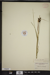 Scirpus atrocinctus image