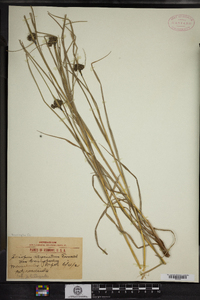 Scirpus atrocinctus image