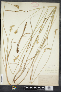 Carex merritt-fernaldii image