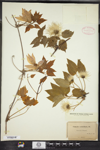 Clematis occidentalis image