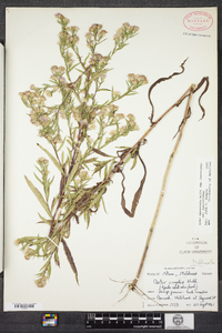 Symphyotrichum lanceolatum image