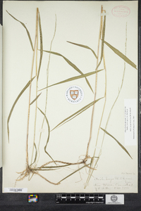 Muhlenbergia tenuiflora image