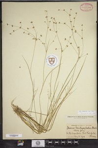 Juncus brachycephalus image