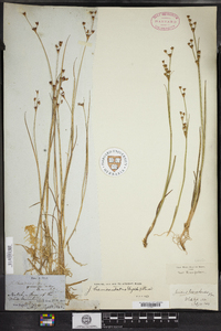 Juncus brevicaudatus image