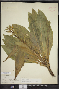 Oenothera biennis image