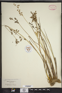 Juncus acuminatus image