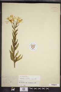 Oenothera biennis image