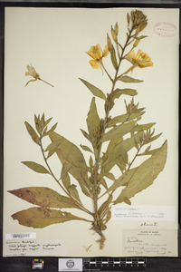 Oenothera biennis image