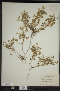 Oxalis dillenii image