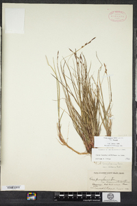 Carex lucorum image