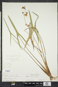 Sagittaria latifolia image