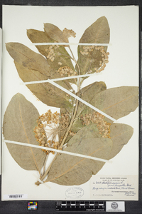 Asclepias syriaca image