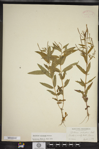 Epilobium coloratum image