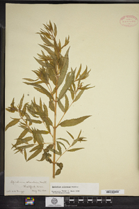 Epilobium coloratum image