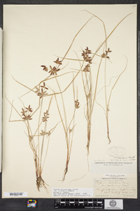 Cyperus bipartitus image