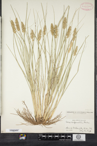 Carex vulpinoidea image