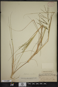 Leptochloa fusca ssp. fascicularis image