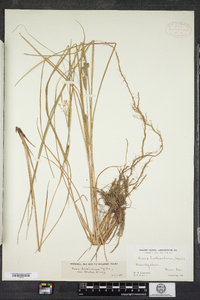 Carex lenticularis image