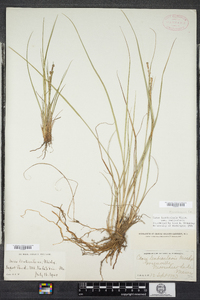 Carex lenticularis image