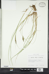 Carex lenticularis image