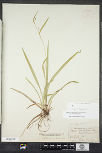 Carex leptonervia image