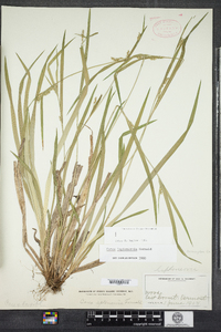 Carex leptonervia image