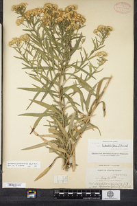 Euthamia graminifolia image