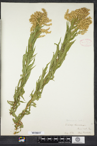 Solidago canadensis image