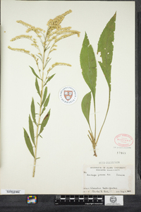 Solidago juncea image