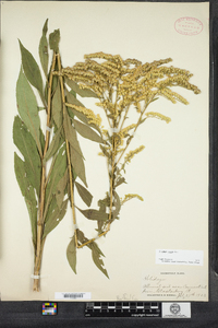 Solidago juncea image