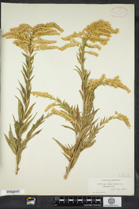 Solidago canadensis image