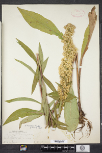 Solidago uliginosa image