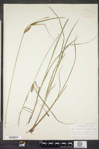 Carex vesicaria image