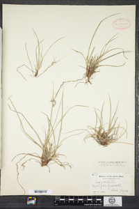 Carex umbellata image