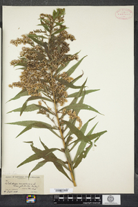 Solidago canadensis image