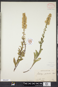 Solidago puberula image