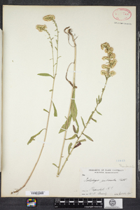 Solidago puberula image