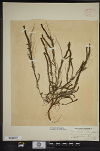 Myriophyllum alterniflorum image