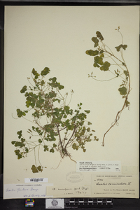 Oxalis stricta image