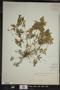 Geranium robertianum image