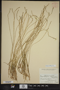 Myriophyllum tenellum image