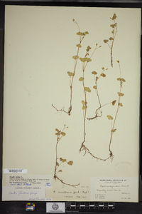 Oxalis stricta image