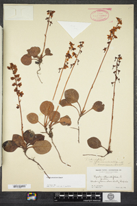 Pyrola americana image