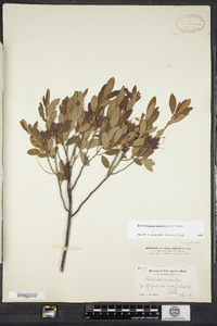 Rhododendron canadense image