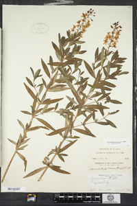 Lysimachia terrestris image