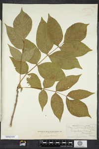 Fraxinus nigra image