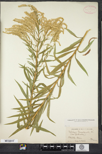 Solidago canadensis image