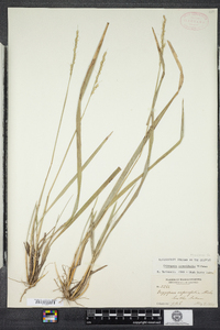 Oryzopsis asperifolia image